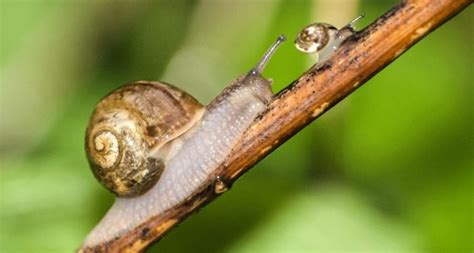 How To Hatch Snail Eggs Jiji Blog