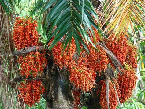 Interspecific hybrid fruit trees are crosses from different fruit tree species to make a unique new fruit. "peach palm fruit" top of sth America | Peach trees, Fruit ...