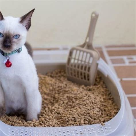 How To Spot And Solve Pesky Litter Box Problems