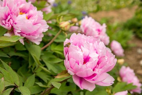 Blooming in late spring and early summer, peonies you can recognize the graft by the ridging on the stem and the different texture of the bark. Pink Peony Varieties - Selecting Pink Peony Flowers For ...