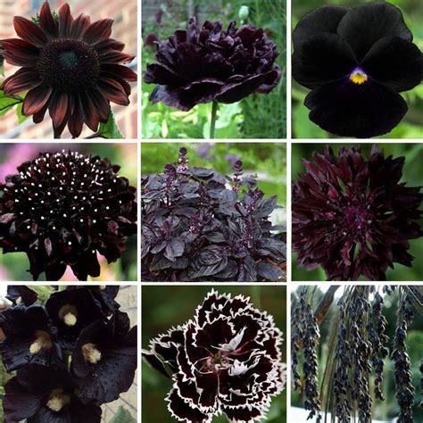 Goth Garden Almost Black Naturally Dark Flowers Seed Collection 9