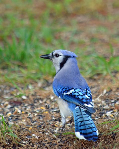 Mr Blue Jay Birds And Blooms