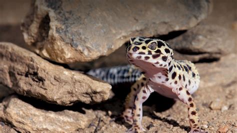What Can Live With A Leopard Gecko
