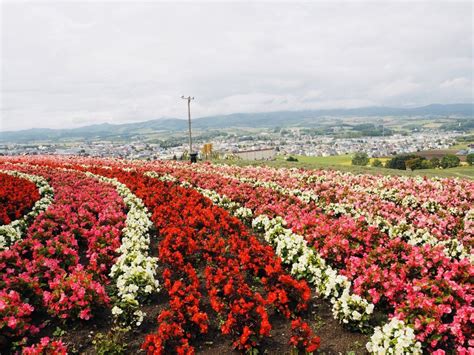 13 Hokkaido Flower Fields To Visit In Japan Pages Of Travel