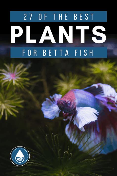 27 Of The Best Plants For Betta Fish Including Floating