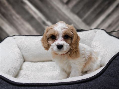 You can view hundreds of listings of dogs for sale from around the country in one convenient location, 24 hours a day, 7 days a week. Petland Racine, WI in 2020 | Cavachon puppies, Cavachon, Cute puppies