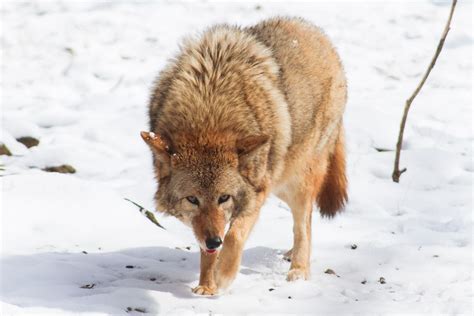 Dnr Officials Coyotes Are More Commonly Spotted In Spring So Keep