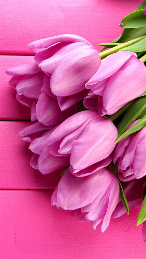 Обои Тюльпан 4k Hd весна цветок Tulip 4k Hd Wallpaper Spring