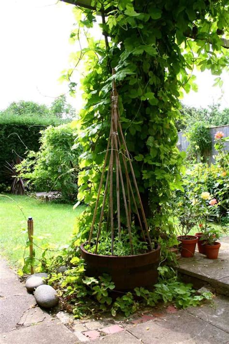 25 Diy Pea Trellis Ideas For Your Garden Gardenoid