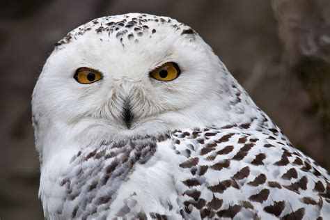 Schnee Eule Foto And Bild Tiere Zoo Wildpark And Falknerei Vögel