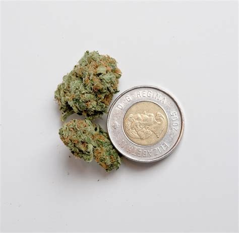 how high will the price of legal pot be cbc news