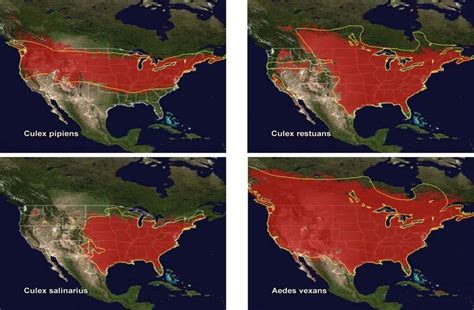 17 Maps Showing The Potential Distribution Of 4 Species Of Mosquitoes