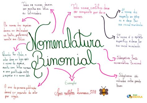 Taxonomia Resumos E Mapas Mentais Infinittus