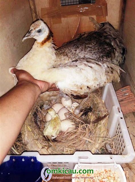 Telur Burung Merak Warna Apa 12 Fakta Burung Merak Burung Indah Yang Punya Keunikan Tersendiri