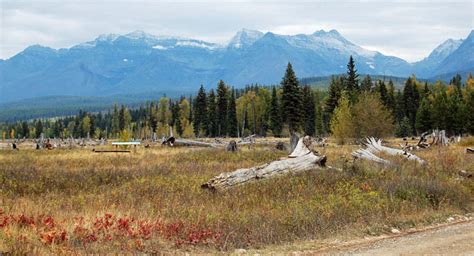 First Impressions Of Glacier National Park At Bowman Lake Quirky