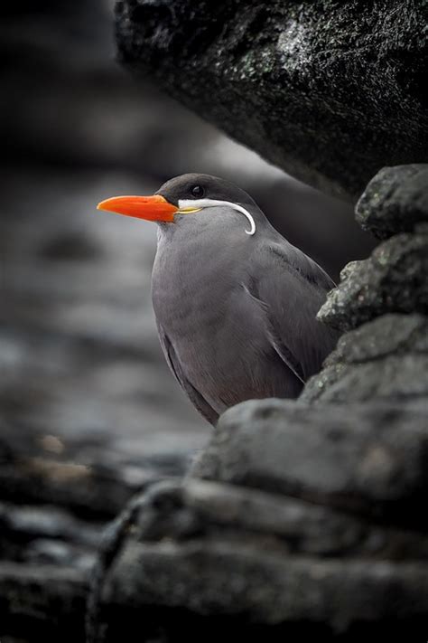 Inca Tern Bird Rock Free Photo On Pixabay
