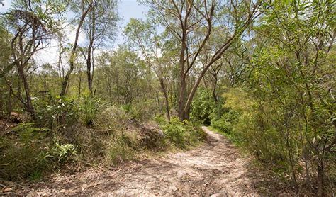 Great North Walk Lane Cove National Park Nsw National Parks