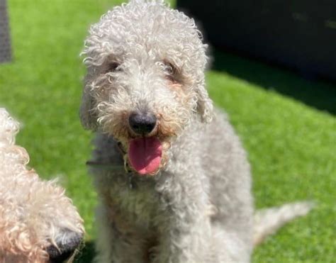 Lets Look At These 20 Adorable Curly Haired Dogs To Bring Home K9 Web