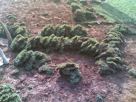 Siapkan tanah yang sudah di gembur untuk menaburkan benih, 3. JUAL RUMPUT GAJAH MINI | JASA PASANG RUMPUT TAMAN | JASA ...