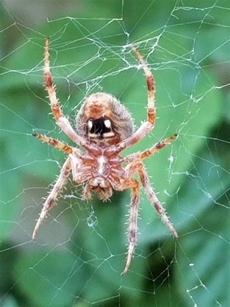 Banana spider bites symptoms and treatment. This Sunnyvale Garden - October 2017 - Sunnyvale-Garden