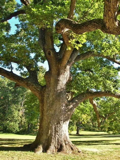 White Oak — A Majestic Native Species Piedmont Master Gardeners