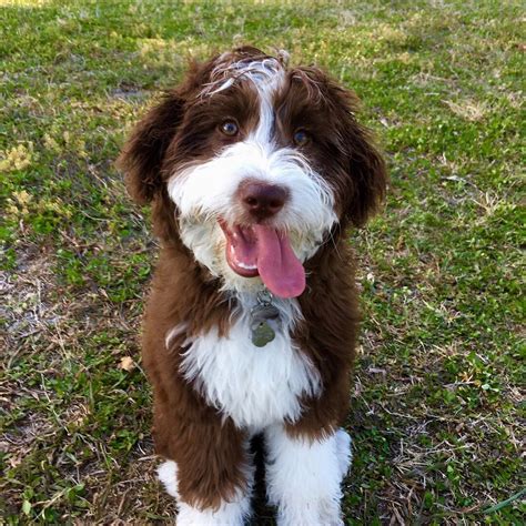 F1 Mini Aussiedoodle The Cutest Photos Of Adult Mini Aussiedoodles