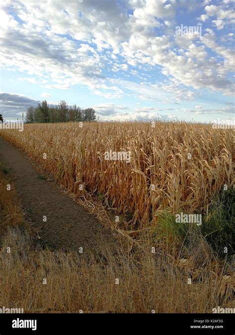 Corn Fields And Cloudy Sky Stock Photo Alamy