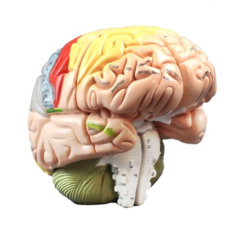 Vab400 Color Coded Human Brain Brains And Nervous System Anatomical