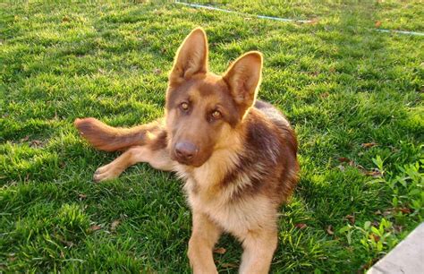 Liver And Tan German Shepherd Puppies Pets Lovers