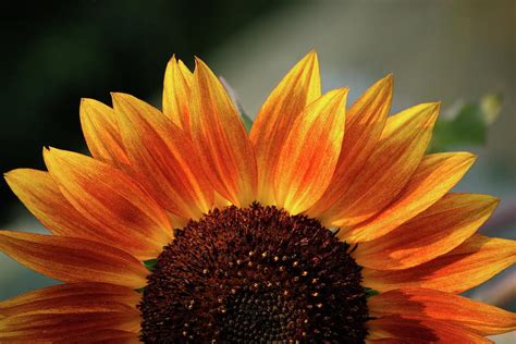 Sunflower Sunrise Photograph By Nicole Jakob Fine Art America