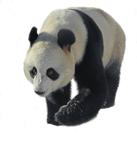 Panda Eyes Stock Photos Pictures And Royalty Free Images Istock