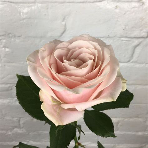 Start selling fresh flowers today. Rose, Sweet Avalanche, Dusky Pink | Pale pink wedding ...