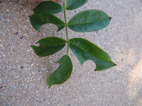 The island and some adjacent smaller ones are still called the anchorites or the kaniet islands. GV Gardeners: What's eating my bougainvillea leaves? | Get ...