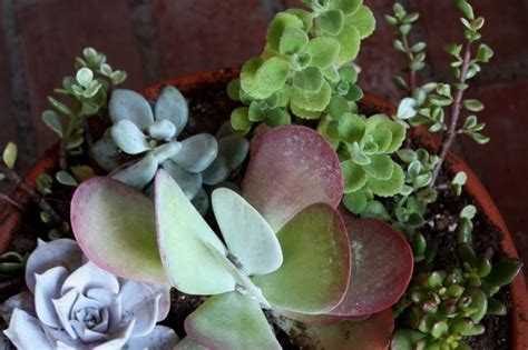 See more ideas about succulents, blooming succulents, cacti and succulents. Blooming Rose Musings: Winter Succulents