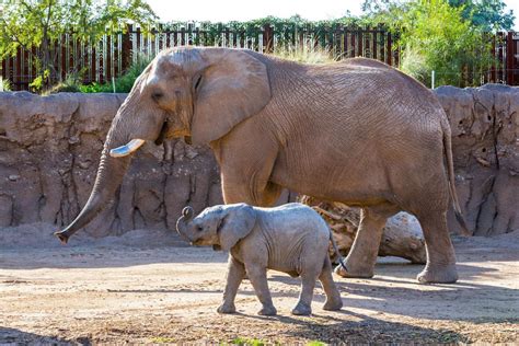 African Elephant At Reid Park Zoo Returning To San Diego Safari Park
