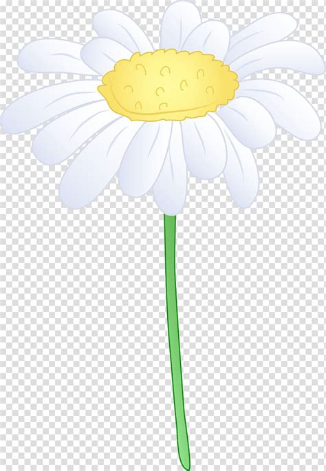 Common Daisy Oxeye Daisy Common Sunflower Transvaal Daisy Illustration