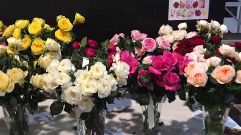 Alexandra Farms Garden Rose Dispaly Belgium Youtube
