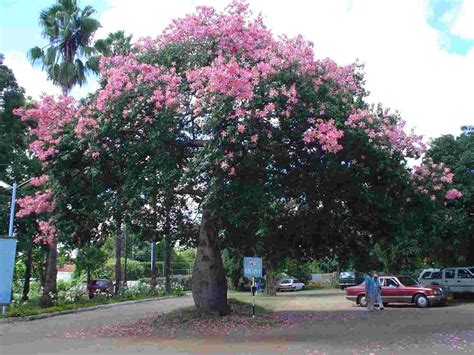 Fine Beautiful Ceiba Speciosa Flower Ssf Artificial Plant