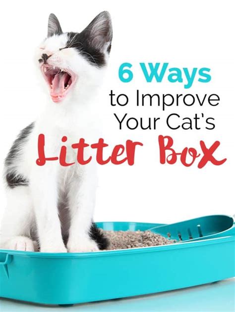 6 Ways To Improve Your Cats Litter Box The Catington Post