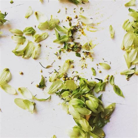 În unele zone se dă cu tămâie în jurul copacilor şi caselor dacă plouă în vinerea mare se spune că va fi an mănos. Hameiul (Humulus lupulus) este una din plantele mele ...