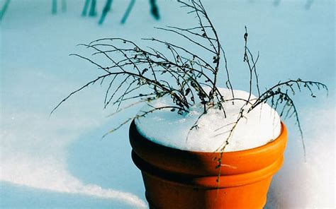 How To Protect Container Plants And Pots From Winter Frost