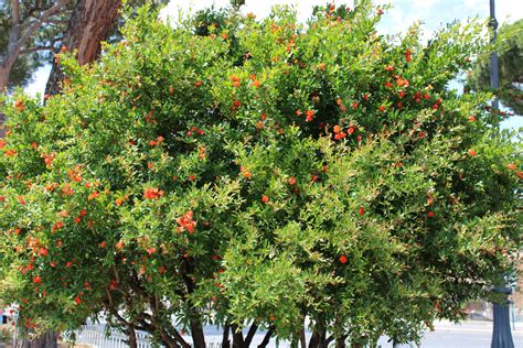 5 Tips For Growing A Pomegranate Tree From Seed Food Gardening Network