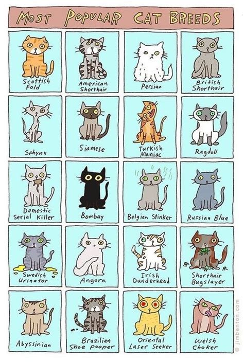 A Guide To Popular Cat Breeds I Can Has Cheezburger