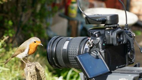 Some of the items i feel every. Wildlife Photography: Why buy those expensive Cameras ...