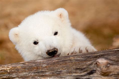 Polar Bears Could Face Extinction Within Our Lifetime Huffpost News