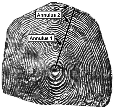 Sample Image Of Annuli Measurements On Scales From Steelhead Sampled As