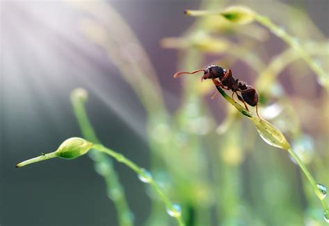 Read about the bugbusters service difference. Organic Pest Solutions