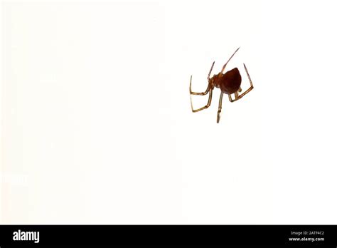 Picture Spider Loxosceles Laeta Hung And Highlighted On A White