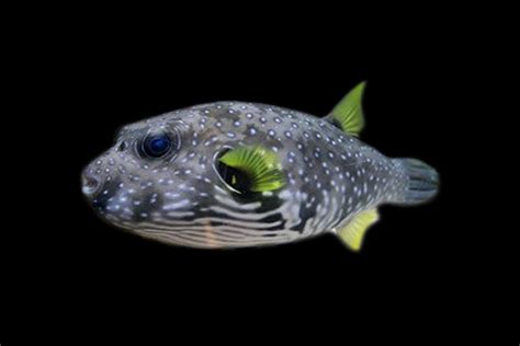 Stars And Stripes Puffer — Reef Lounge Fish