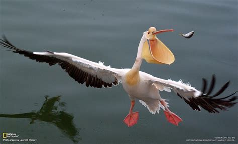 2 Great White Pelican The Seven Largest Birds In Terms Of Wingspan